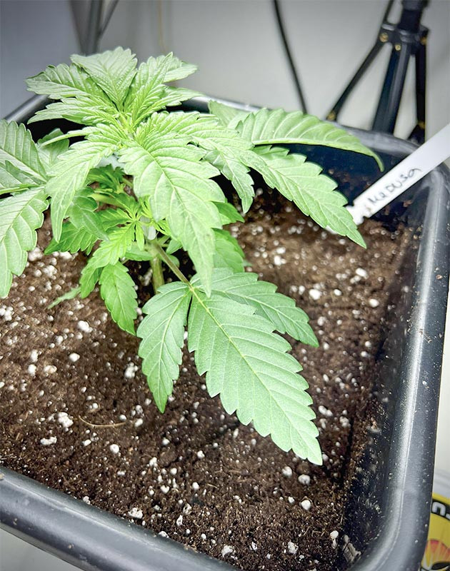 Рост и развитие Medusa F1 Auto на первой неделе Medusa F1 Auto: отчет о начале веги