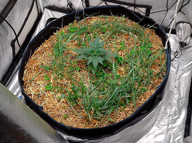 Начало удобрения на 3-й неделе рост сорта конопли Blue Gelato 41 на 3ой неделе