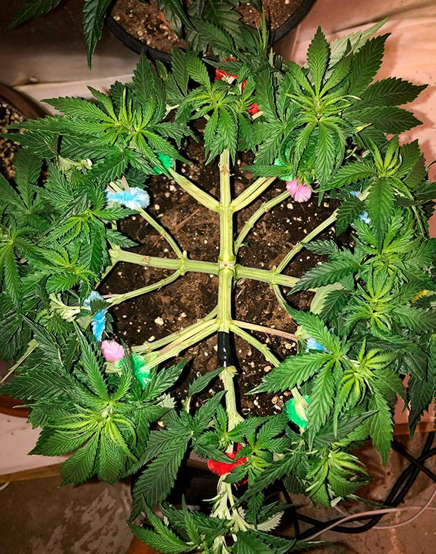 Процесс растяжки: формирование правильной структуры куста Исправление ошибки: надломленная ветвь и ее восстановление