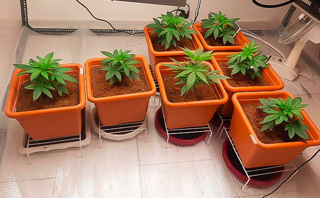 Пересадка в горшки и новый питательный раствор Растишки Persian Pie от GHS на 3 неделе выращивания