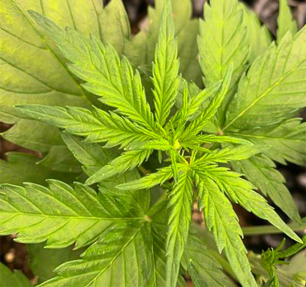 Auto Mokum’s Tulip: формирование побегов Развитие Auto Mokum’s Tulip на четвертой неделе