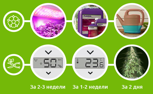 Условия для повышения мощности сортов Увеличение убойности на стадиях цветения и харвеста