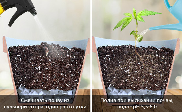 Первый полив ростка Инструкция по поливу