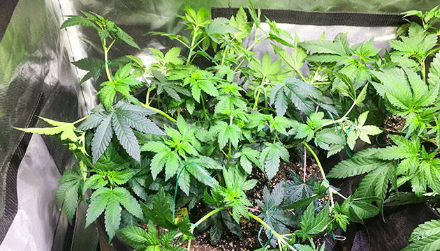 Применение техники LST 7 и 8 недели выращивания Tropicanna Banana