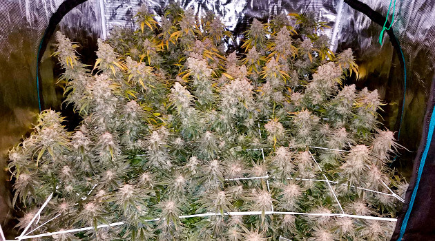 предхарвест кустов LSD подготовка к харвесту LSD