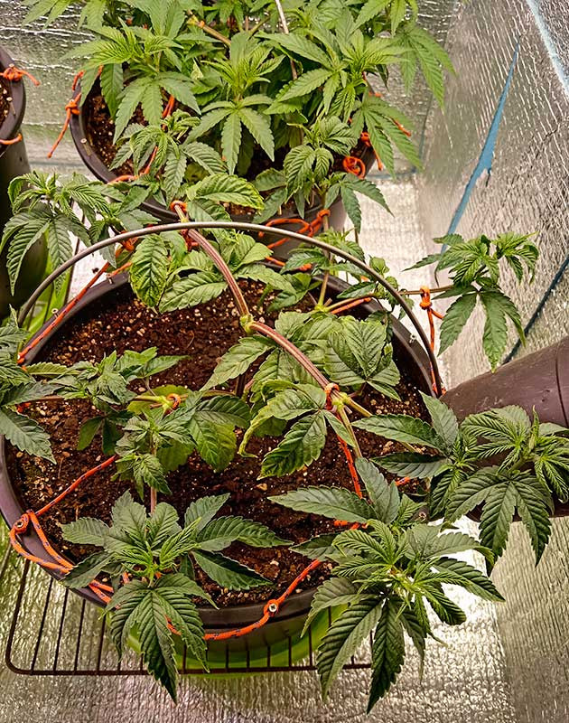 Whiskey Zulu Auto на 3 неделе роста Метод LST конопли