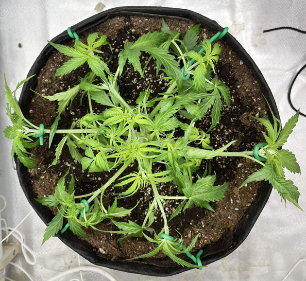 Titan F1 Auto: начало цветения Titan F1 Auto: растяжка и цветение