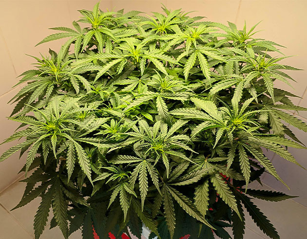 Стимуляция цветения куста Johnny Cage Auto Перевод на цветение куста Johnny Cage Auto