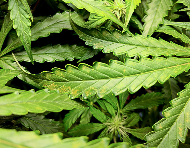 Выращивание сорта конопли Johnny Cage Auto Гроурепорт сорта Johnny Cage Auto