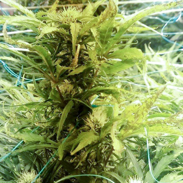 Применение метода ScrOG Установка садовой сетки в качестве ScrOG
