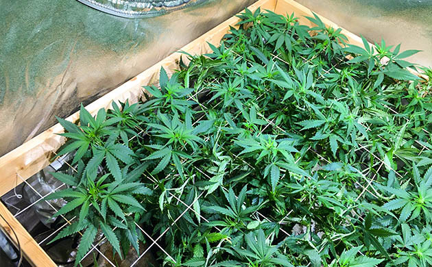 Одиннадцатая неделя выращивания Hawaii Maui Waui в гроубоксе