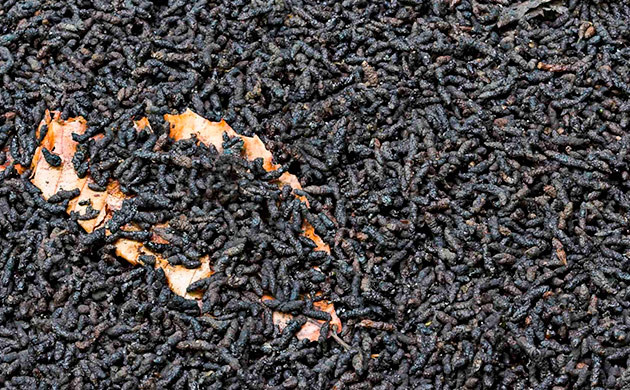 Гуано: натуральное удобрение для каннабиса Использование гуано для обогащения почвы