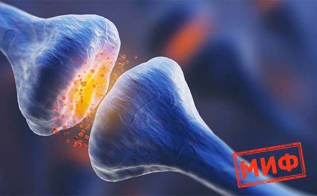 Воздействие КБД на эндоканнабиноидную систему Деактивирует ли КБД каннабиноидные рецепторы