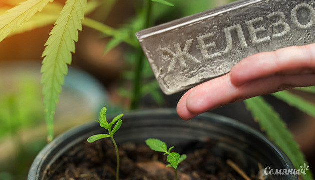 Дефицит железа у конопли Нехватка железа у конопли