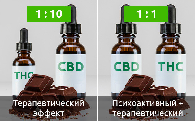 Что нужно знать о масле каннабиса Доля каннабиноидов для добавления в шоколад