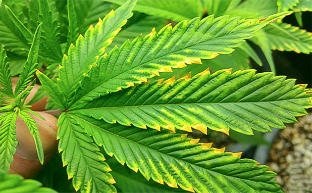 Как определить дефицит магния у конопли Признаки нехватки магния у конопли