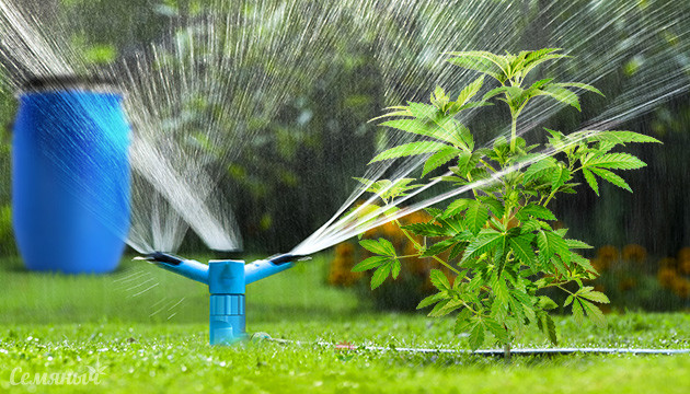 Автоматический полив марихуаны Система автополива конопли