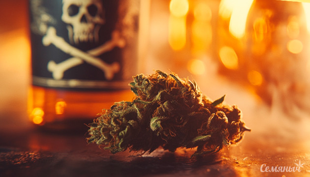 Алкоголь вреднее, чем каннабис: новое исследование Новое исследование об опасности конопли по сравнению с алкоголем