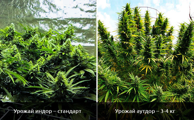 Индор и аутдор для 100% сатив Урожайность чистой сативы