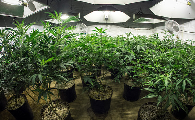 Выращивание автоцветов в помещении Выращивание автоцветущих сортов в помещении