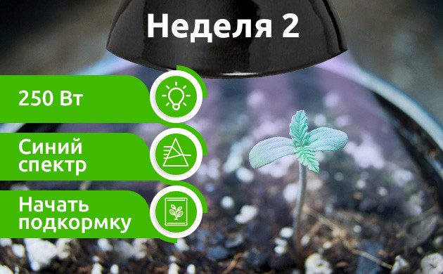 Вторая неделя: Проращивание Неделя 2: Позднее проращивание