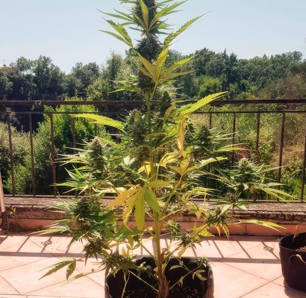 Активный рост шишек каннабиса Конопля на 6 неделе роста