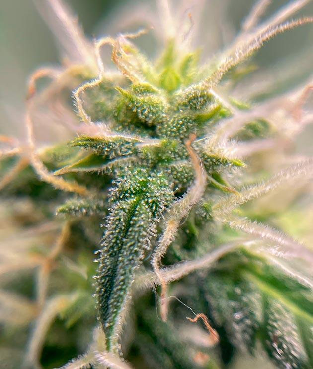 Куст Runtz Auto от Barney's Farm на 9 неделе