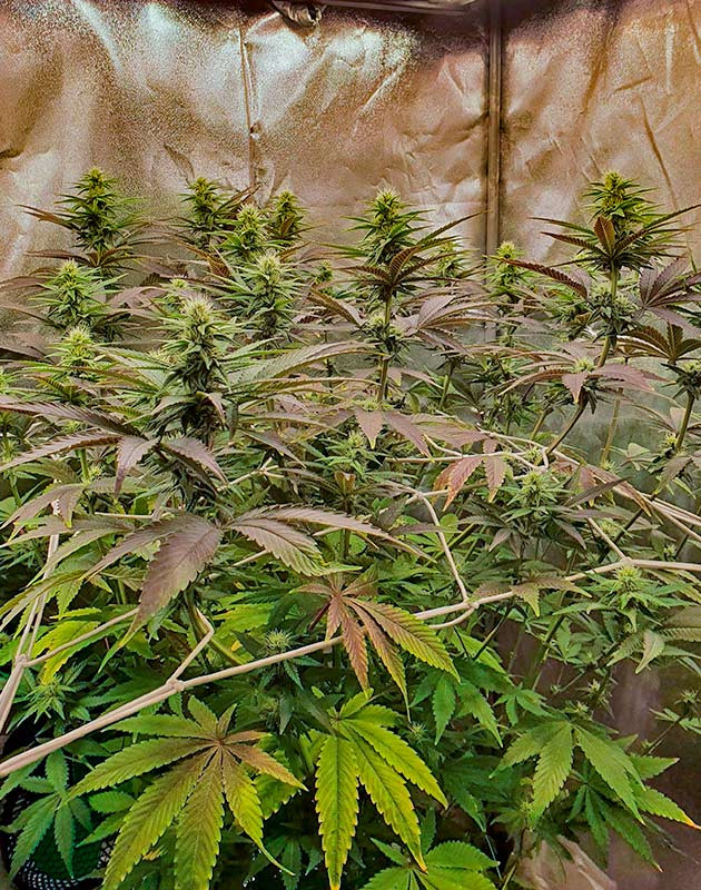 Активное формирование шишек Куст Planet of the Grapes RBX от Ethos Genetics на стадии цветения