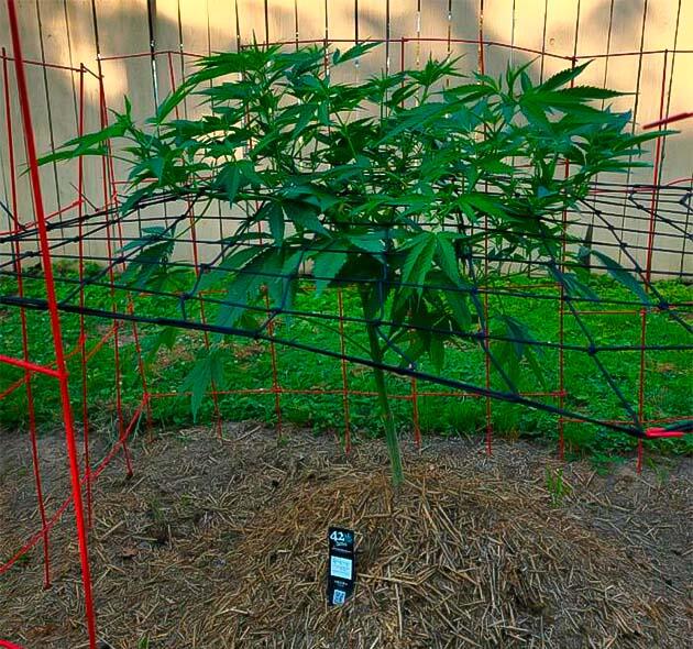 Метод HST Марихуана на 9 неделе роста