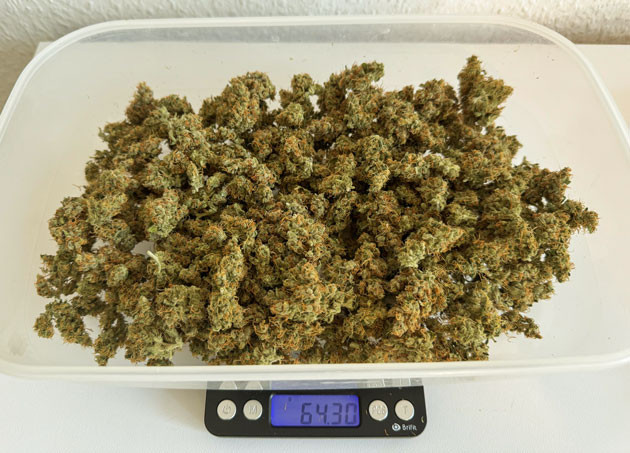 Впечатления от первого грова Итоги выращивания CBD Lemon Auto