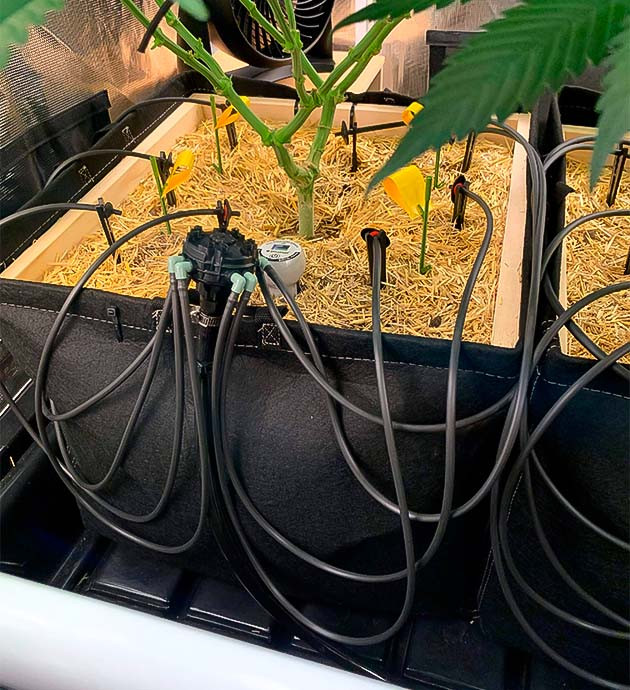 Появление грибных комариков Куст Gorilla Glue #4 от Blimburn Seeds на 13 неделе