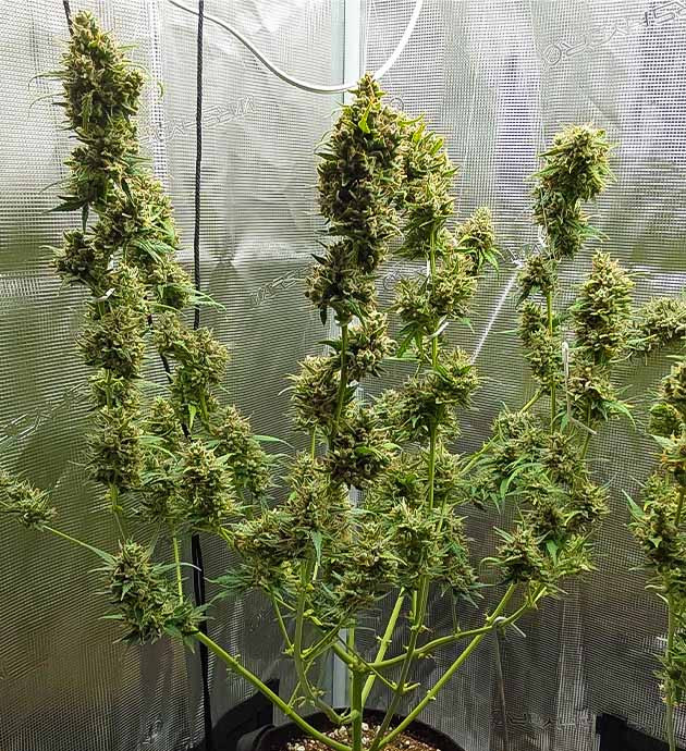 Обрезка листьев перед харвестом Дефолиация куста сорта Mimosa Cake Auto