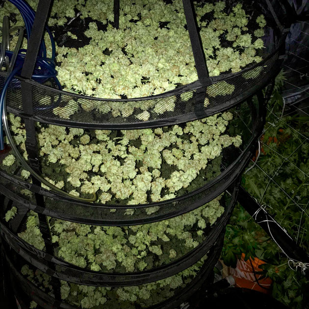 Результат выращивания Сушка шишек на ярусных сетках