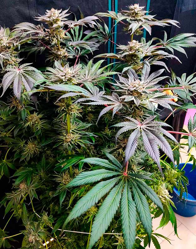 Подготовка к харвесту Biscotti Mintz Подготовка к харвесту конопли Biscotti Mintz