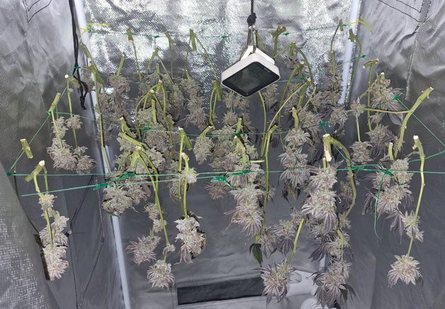 Проблемы и успехи грова Poddy Mouth Стабильный терпеновый профиль