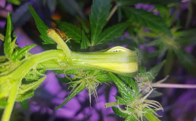 Конопля после суперкроппинга Суперкроппинг каннабиса