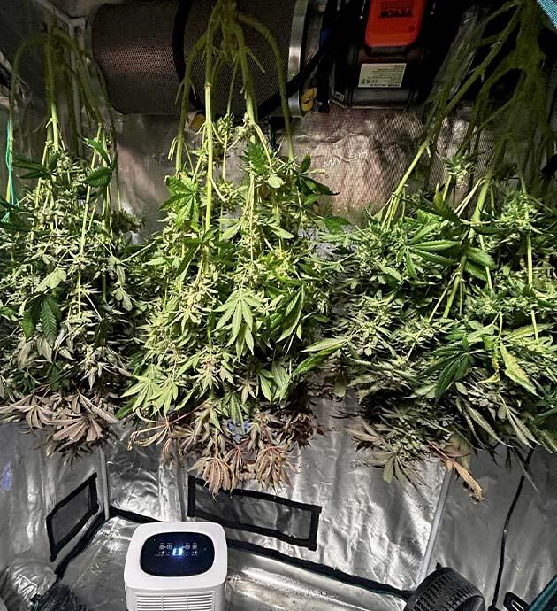 Сбор урожая и впечатления от гровера Харвест RS 11 x Banana OG