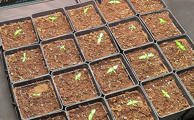 Проращивание семян в горшках 20 ростков в трехлитровых горшках