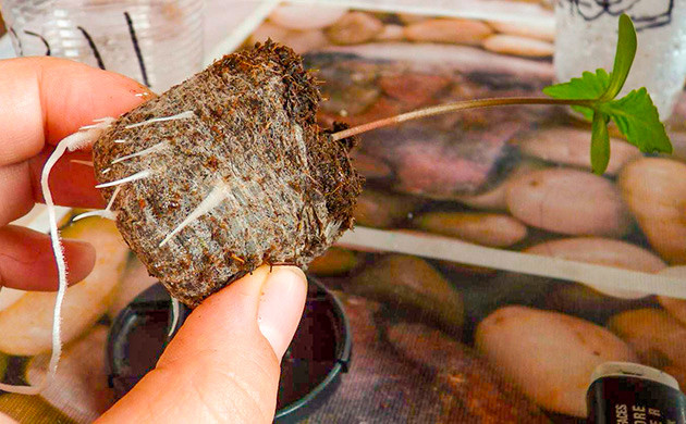 Проращивание в торфяной таблетке Корень в торфяной таблетке