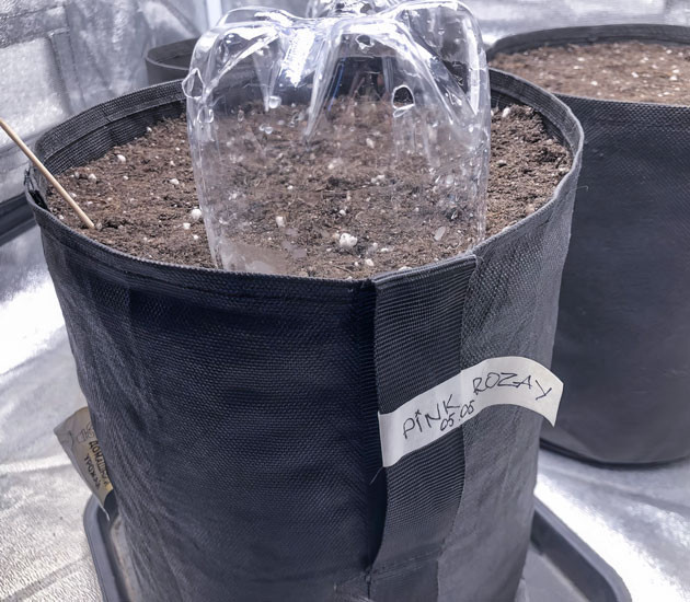 Процесс проращивания семян Pink Rozay Auto Как я сажаю семена автоцветов Pink Rozay