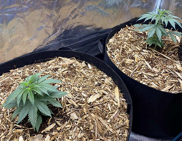 Пересадка в горшки Пересадка ростков King's Juice от Green House Seeds