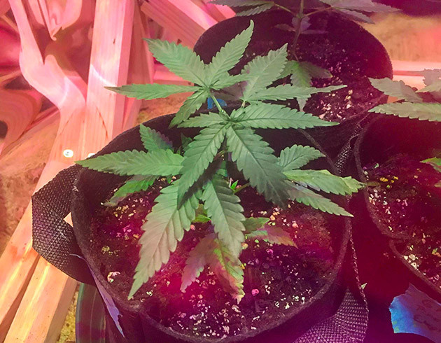 Топпинг на 4 неделе выращивания Обрезка верхушки куста конопли