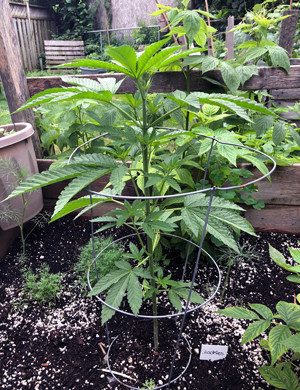 Фиминг на шестой неделе Формирование шести узлов