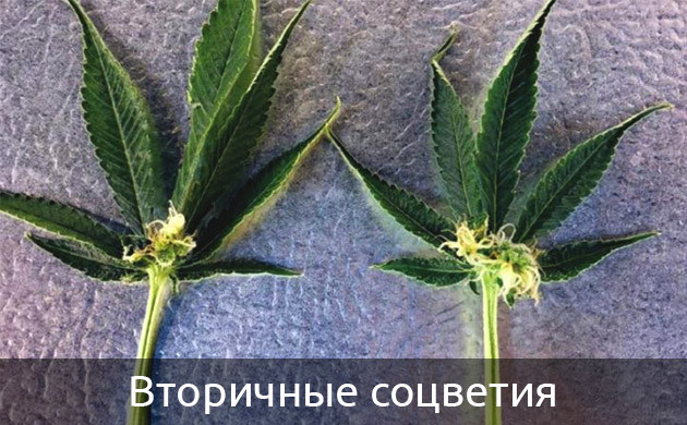 Вторичные соцветия конопли Небольшие шишки у основания листа конопли