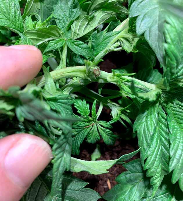 Рост конопли после случайного топпинга и усиленного LST Конопля после топпинга с активным ростом боковых побегов