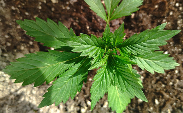 Точки роста каннабиса формируют следующий этаж листьев Новые листья каннабиса появляются на четвёртом уровне