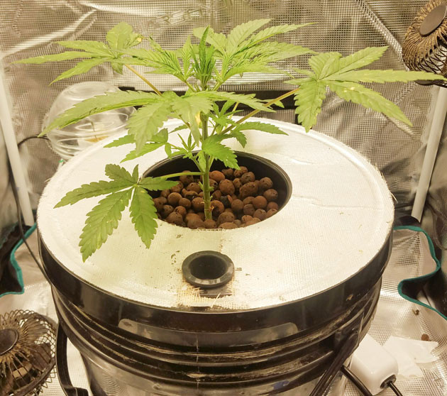 Удвоение роста Bruce Banner Auto за 4 недели Обработка Protect для Bruce Banner Auto