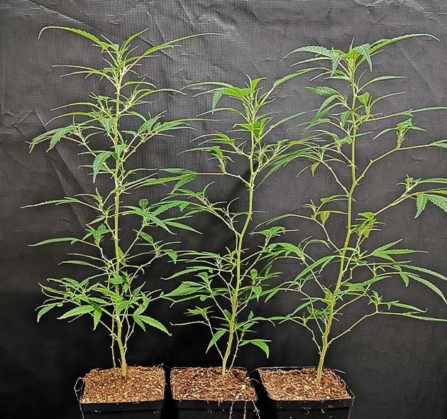 Шестая неделя вегетации Три длинных и тонких клона