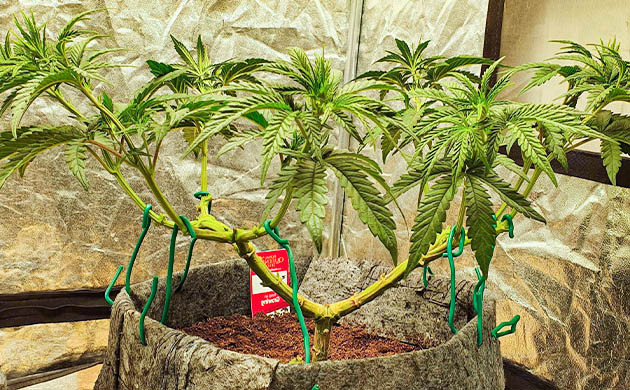 Восстановление куста после высокострессовых тренировок Растишка с небольшим количеством листьев