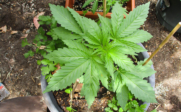 Обрезка верхнего узла колы Индичная структура листьев